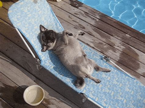 sunbathing gif